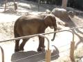 Elephant at Oakland zoo