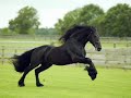 les Frison et les Pur sang arabe ! chevaux extraordinaire !