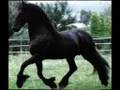 les Frison et les Pur sang arabe ! chevaux extraordinaire !