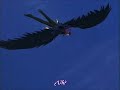 dn angel cap 11 3/3 sub español