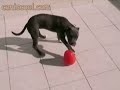 Distributeur croquettes chien pyramide Distributeur croquettes chien pyramide