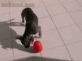 Distributeur croquettes chien pyramide