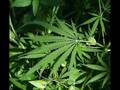 videos de Entics - parlo di ganja | by ©ALìENONE*ART |