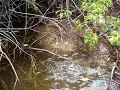 Cobra Sucur� no Rio Preto em Rond�nia