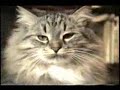 un-best-of-de-chats03.html