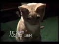 un best of de chats03