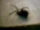 spider