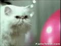 husk at b�rste t�nder