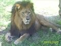 african lion and lioness sleeping and eating