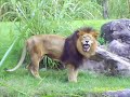 african lion and lioness sleeping and eating