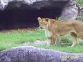 african lion and lioness sleeping and eating