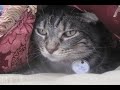 o ' henry discovers his tail