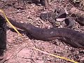 Uma sucuri com 6 metros encontrada em uma usina hidreletrica,na cidade tangara da serra mato grosso.