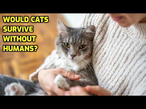 Do Cats Need Humans To Survive?