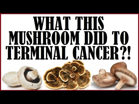 What this mushroom did to terminal cancer