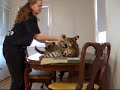 Serval Jumps And Plays Serval Jumps And Plays