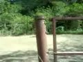 Caballo Arabe 