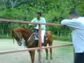 Caballo Arabe 