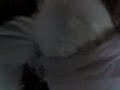 LA BEBE LA BEBE