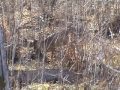 Whitetail Deer Hunt Part 1