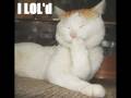 caturday to unfitting music