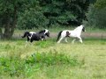 Tinkers van bp toen pippa te koop stond. 2