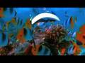 videos de JAWS