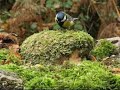 Carbonero com�n (Parus major)