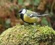 Carbonero común (Parus major)