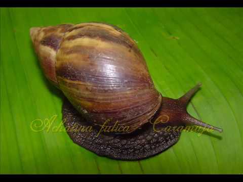 Mollusca