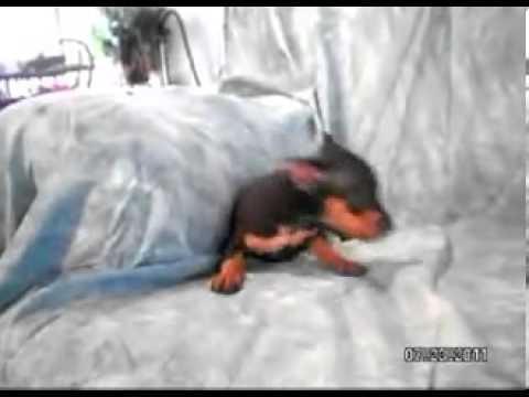AKC - Casey