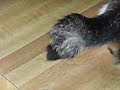 Saipan mutant cats tail Saipan mutant cats tail