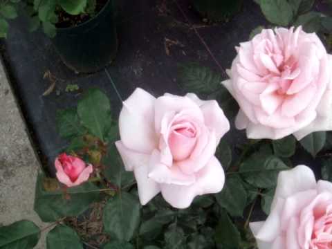 how to fertilize hybrid tea roses