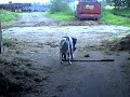 Hund und Katze es geht doch!!!!!