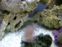 aquario marinho, tang, peixe palhaço, percula, samp, skimmer 