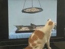 Kirby goes crazy for the birds