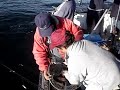 sargo veado record IGFA João Pardal sargo veado record IGFA João Pardal