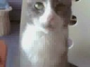 mah kitteh live on webcam!