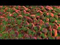 Cell-Adhesion-Molecu