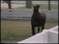Forego at the Kentucky Horse Park Forego at the Kentucky Horse Park