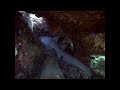 Scuba Diving in Similan Islands 6 Scuba Diving in Similan Islands 6