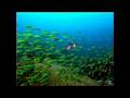 Diving Similan Islands 6