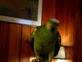 Gabby the Blue Fronted Amazon Parrot Dances
