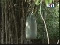 ctn kun khmer champion  clip3 