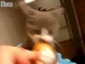 hungry kitty