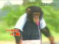 狗狗猩猩大冒險 01_2