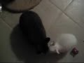 Akasha the Dwarf Hotot Bunny-Dog.... Akasha the Dwarf Hotot Bunny-Dog....