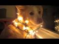 videos de wishing you the merriest!