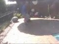 super soccer tricks and goals! cool dribbling