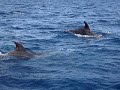 Angra dos Reis: Passeio de Barco e Visitas a Golfinhos